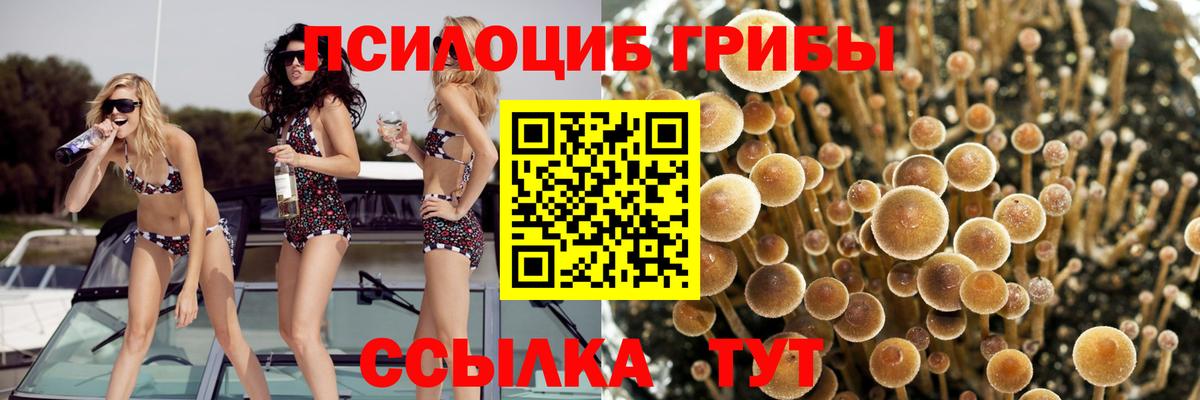 Псилоцибиновые грибы мухоморы  Вход с VPN  купить наркотик  Алатырь 